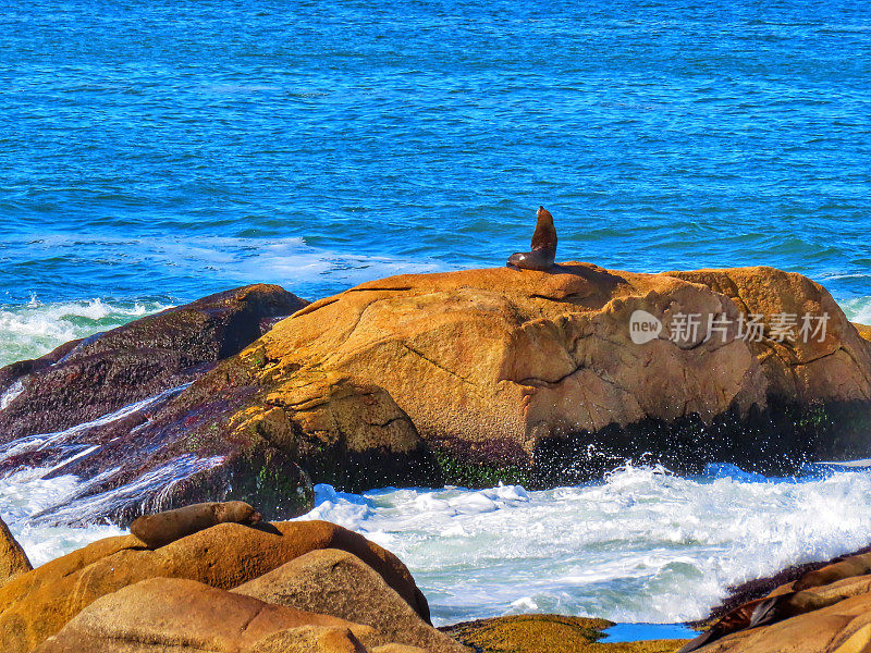 sea ​​lions in Cabo Polonio National Park in Rocha, Uruguay